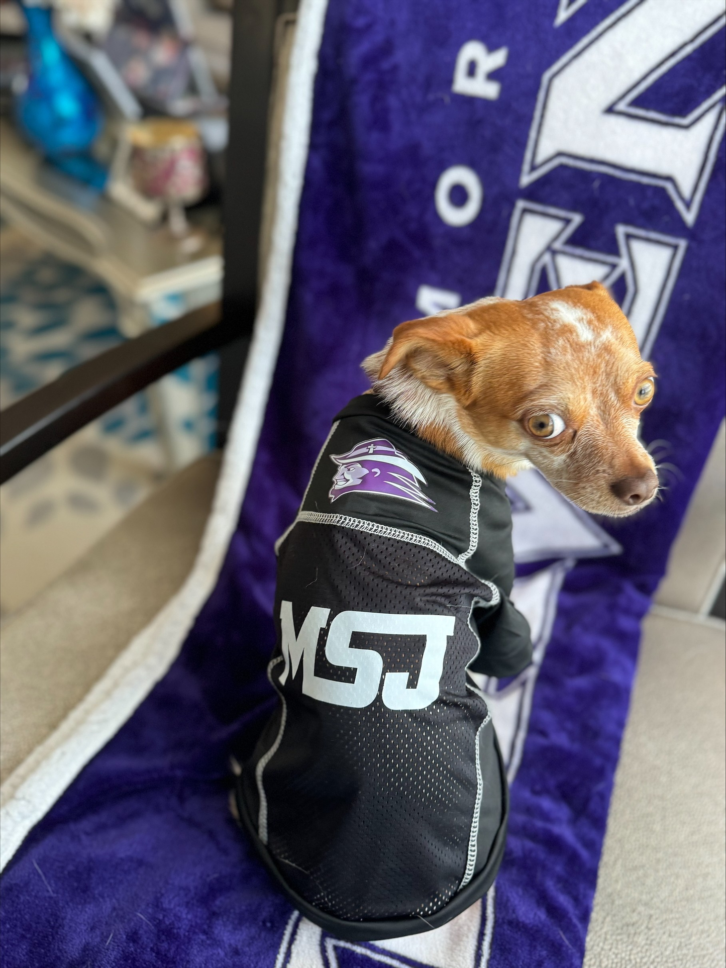 MSJ Pet Jersey